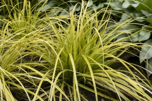 Grass Carex 'Everillo' New 2024